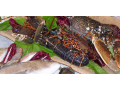 Details : Viareggio restaurants Sea restaurant Specialty fish viareggio